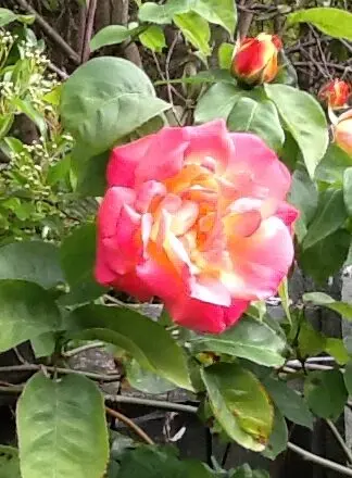 A Masquerade rose.