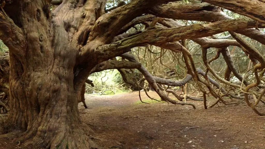 Huge overhanging tree